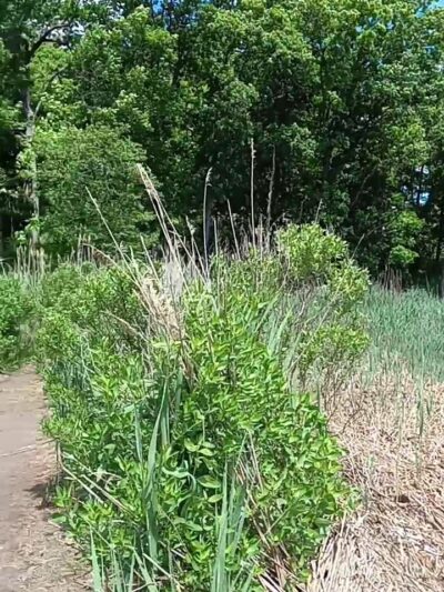 Marshlands Conservancy - Rye, NY