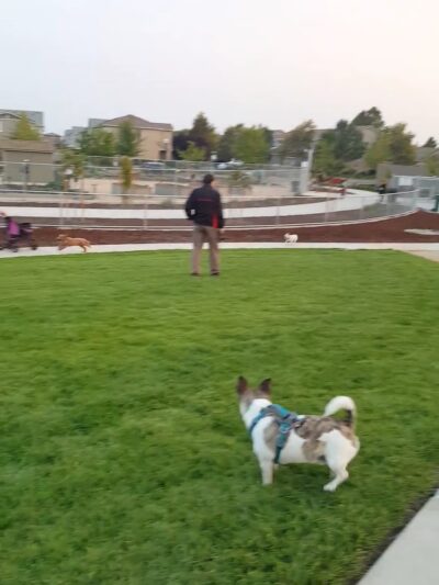 Blackbird Park - Sacramento, CA