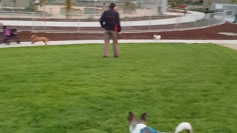 Blackbird Park - Sacramento, CA