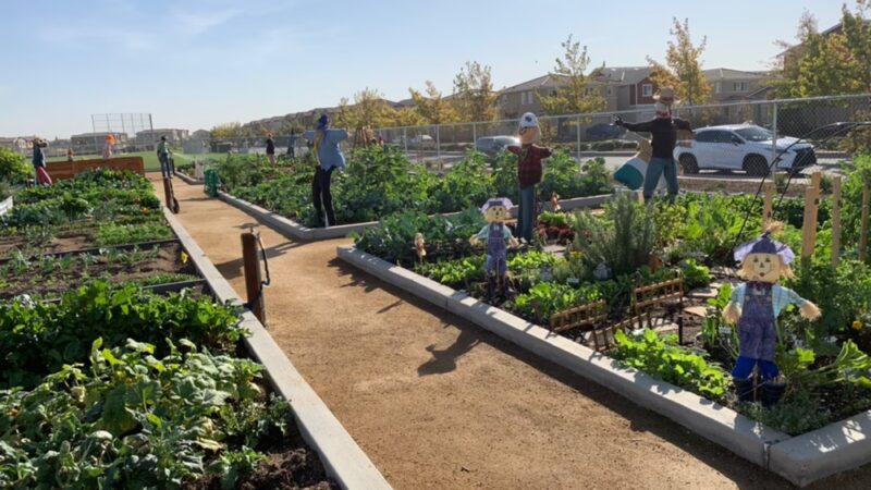 Blackbird Park - Sacramento, CA