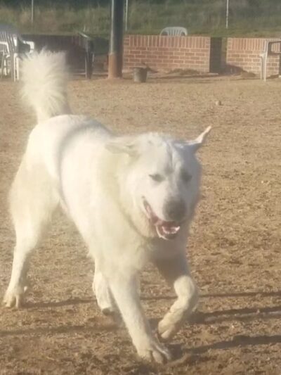 Granite Park Dog Park - Sacramento, CA
