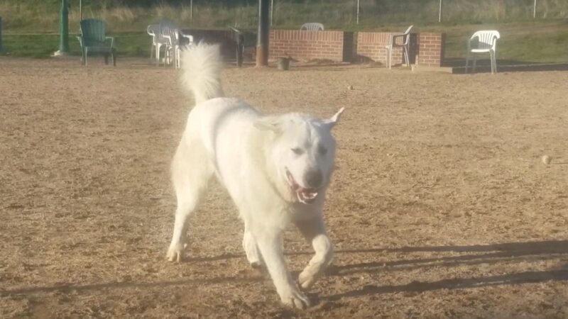 Granite Park Dog Park - Sacramento, CA