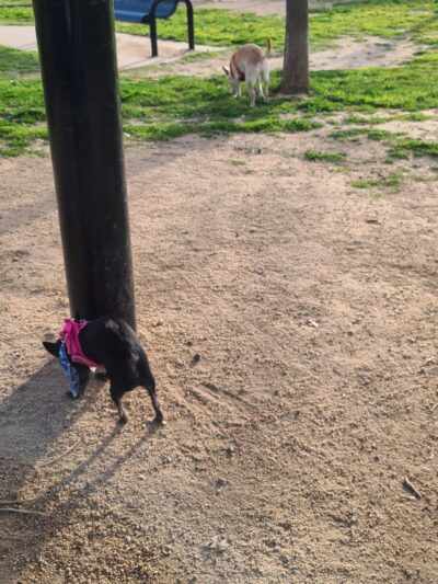 Granite Park Dog Park - Sacramento, CA