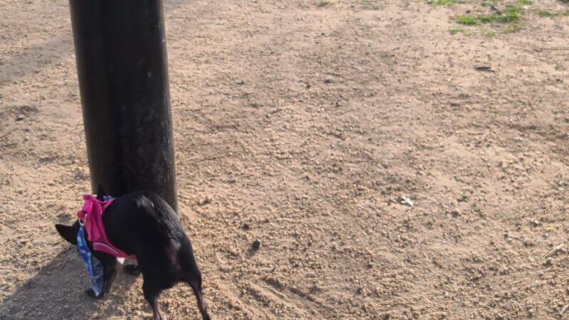 Granite Park Dog Park - Sacramento, CA