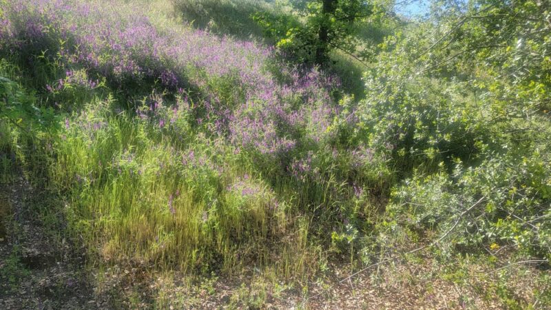 Granite Park Dog Park - Sacramento, CA