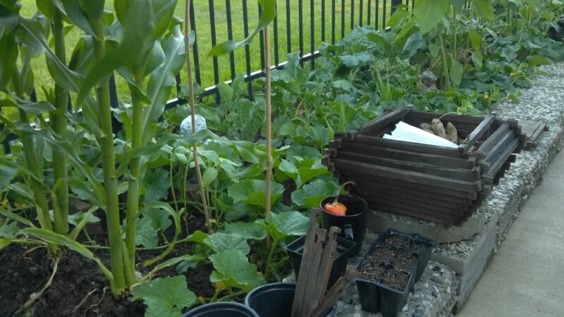 Martin Luther King Jr. Park - Sacramento, CA