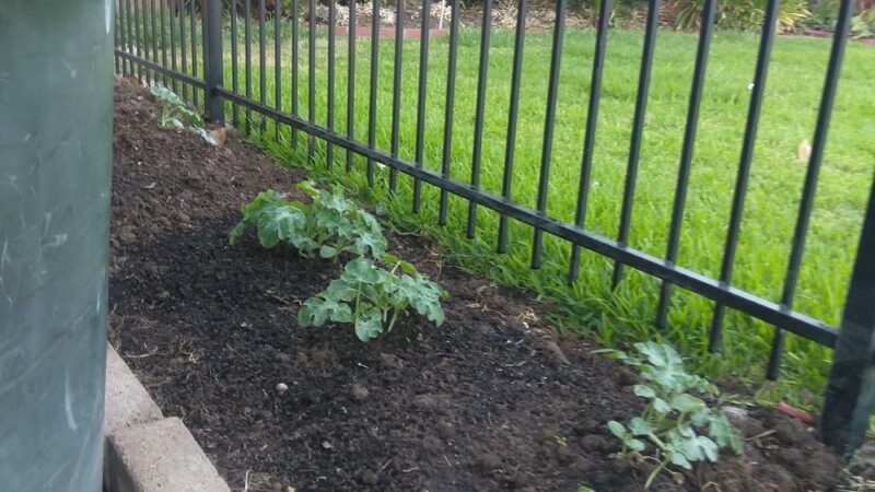 Martin Luther King Jr. Park - Sacramento, CA