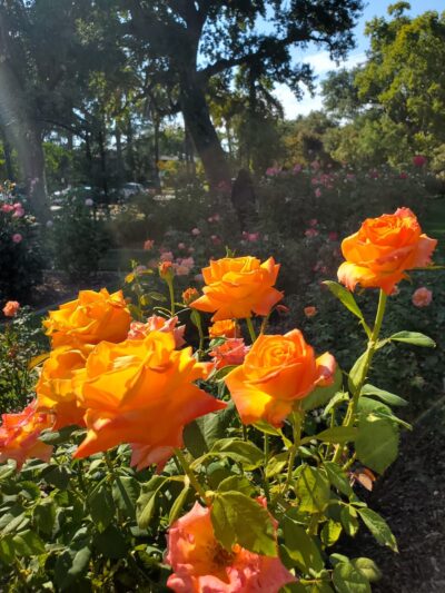 McKinley Park - Sacramento, CA
