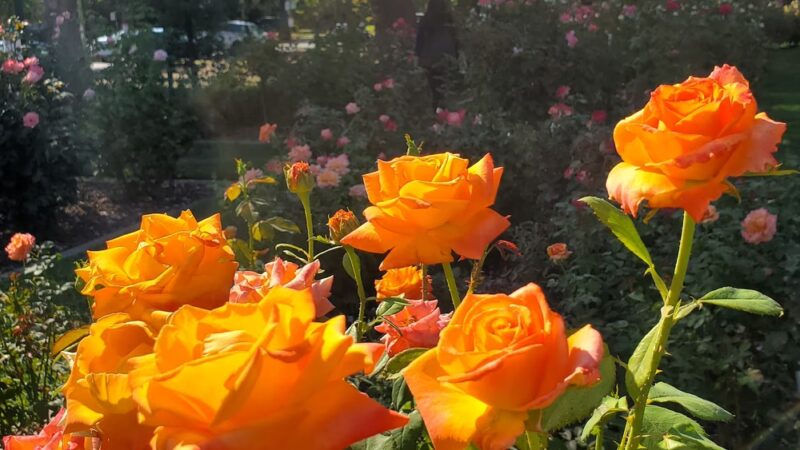 McKinley Park - Sacramento, CA