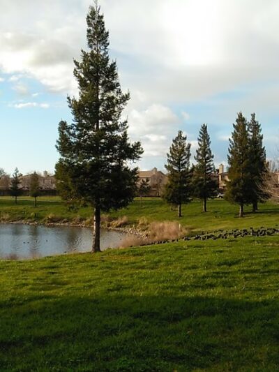 North Natomas Regional Park - Sacramento, CA