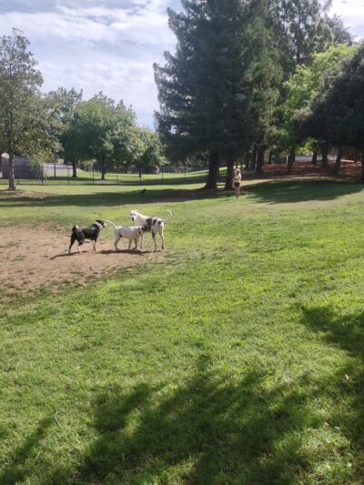 Partner Park Dog Park - Sacramento, CA