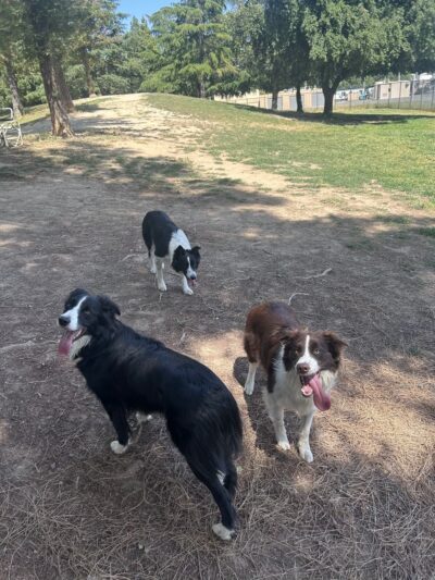 Partner Park Dog Park - Sacramento, CA
