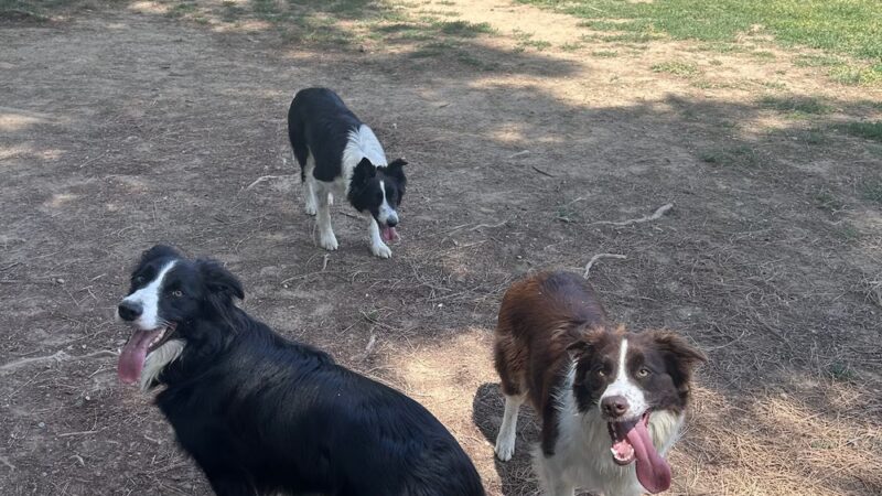 Partner Park Dog Park - Sacramento, CA
