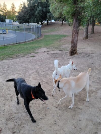 Partner Park Dog Park - Sacramento, CA