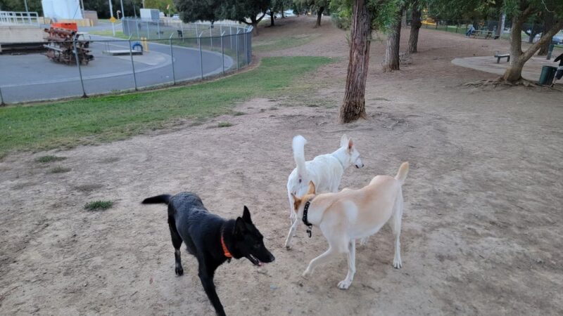 Partner Park Dog Park - Sacramento, CA