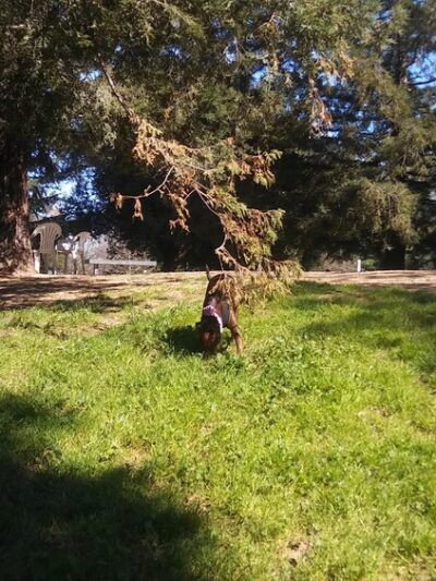 Partner Park Dog Park - Sacramento, CA
