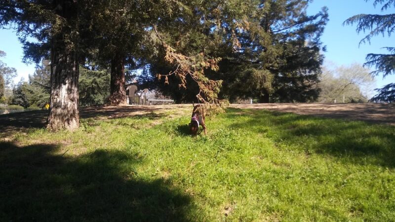 Partner Park Dog Park - Sacramento, CA
