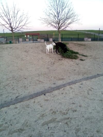 Sutter’s Landing Dog Park - Sacramento, CA