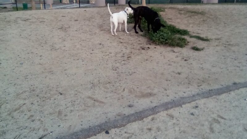 Sutter’s Landing Dog Park - Sacramento, CA