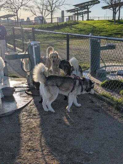 Sutter’s Landing Dog Park - Sacramento, CA
