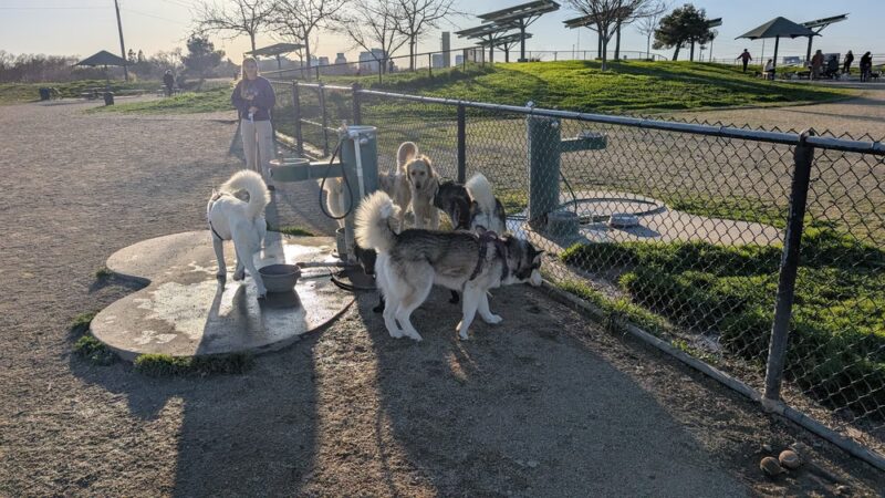 Sutter’s Landing Dog Park - Sacramento, CA
