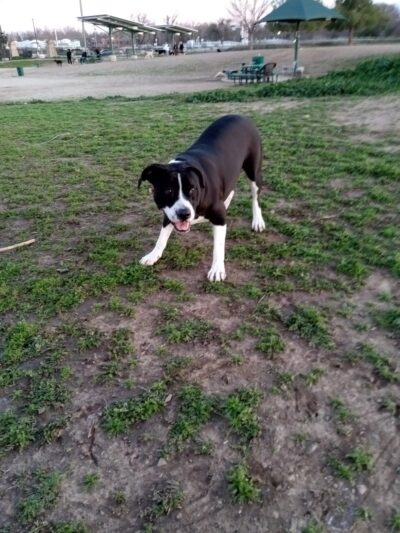 Sutter’s Landing Dog Park - Sacramento, CA