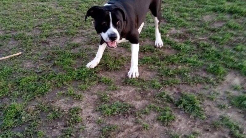 Sutter’s Landing Dog Park - Sacramento, CA