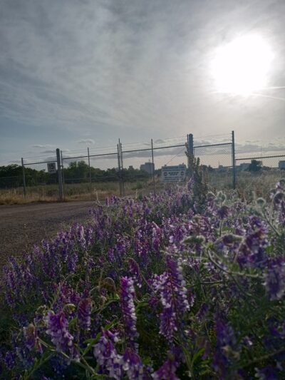 Sutter’s Landing Dog Park - Sacramento, CA