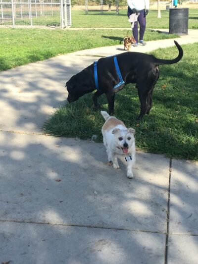 Tanzanite Dog Park - Sacramento, CA
