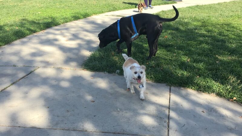 Tanzanite Dog Park - Sacramento, CA
