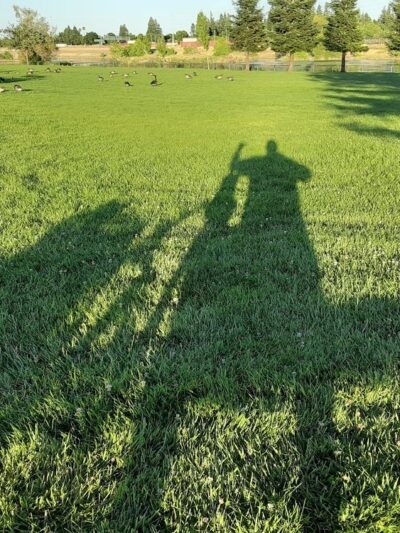 Tanzanite Dog Park - Sacramento, CA