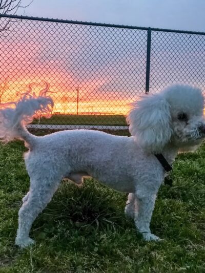 Tanzanite Dog Park - Sacramento, CA