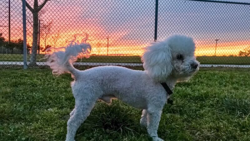 Tanzanite Dog Park - Sacramento, CA