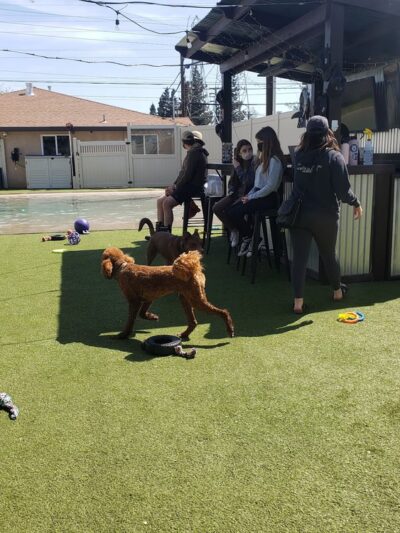 The Local Bark Park - Sacramento, CA