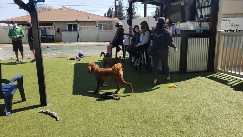 The Local Bark Park - Sacramento, CA