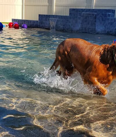 The Local Bark Park - Sacramento, CA