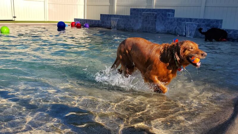 The Local Bark Park - Sacramento, CA