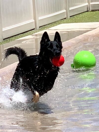 The Local Bark Park - Sacramento, CA