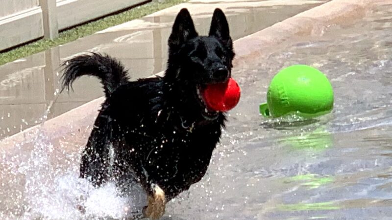 The Local Bark Park - Sacramento, CA