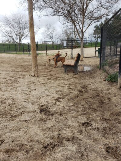 University Park Dog Park - Sacramento, CA