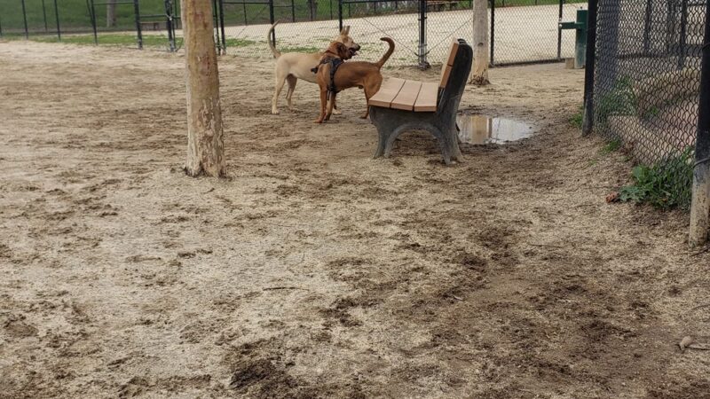 University Park Dog Park - Sacramento, CA