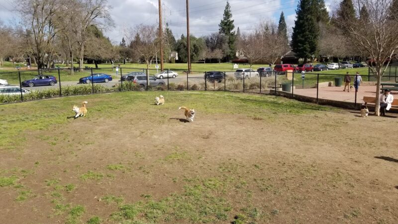 University Park Dog Park - Sacramento, CA