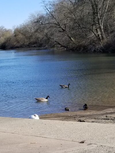 University Park Dog Park - Sacramento, CA