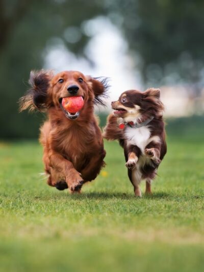 PlayStayTion Pet Resort & Training - Sadler, TX