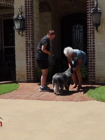 PlayStayTion Pet Resort & Training - Sadler, TX