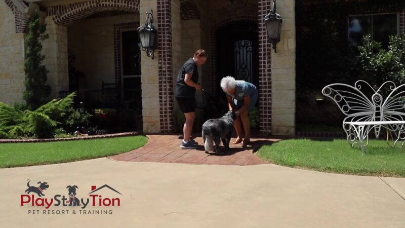 PlayStayTion Pet Resort & Training - Sadler, TX