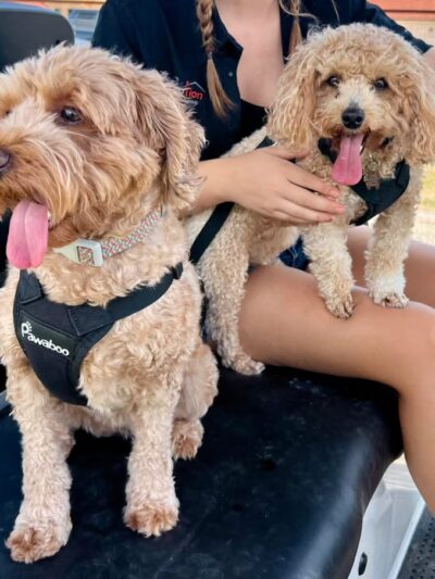 PlayStayTion Pet Resort & Training - Sadler, TX