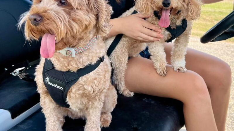 PlayStayTion Pet Resort & Training - Sadler, TX