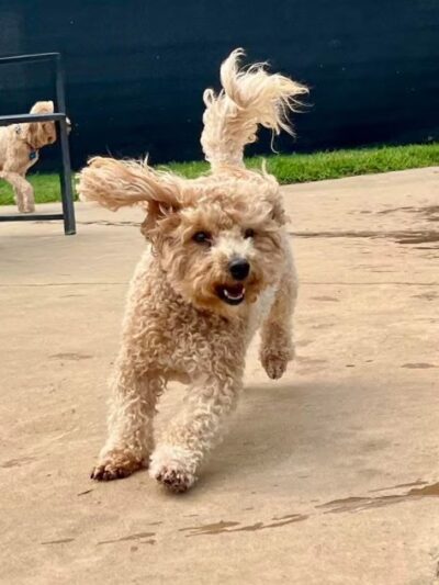 PlayStayTion Pet Resort & Training - Sadler, TX