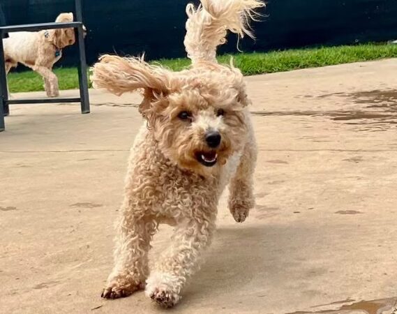 PlayStayTion Pet Resort & Training - Sadler, TX